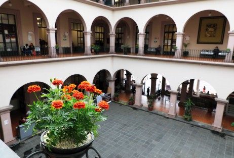Con el propósito de contribuir a la conservación de las tradiciones y embellecer edificios públicos y espacios emblemáticos de la ciudad como el parque Benito Juárez, trabajadores de la Dirección de Medio Ambiente llevan a cabo la siembra de flores de cempasúchil producidas en los diversos viveros municipales.