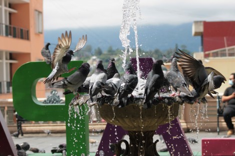 Existen múltiples referencias a las enfermedades respiratorias que pudieran ser causadas por inhalar excrementos de aves cuando estas se encuentran en grandes grupos. Lo mismo los alimentos pueden contaminarse vía aire por los excrementos de palomas u otros animales. Si bien las palomas no son un riesgo de salud en sí, sí pueden serlo cuando hay hacinamiento y no suficientes medidas de higiene. 