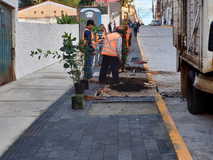 Trabajadores continúan plantando árboles y colocación de adoquines en las banquetas.xxa