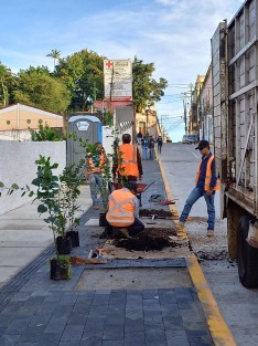 Pese a la renuencia de una parte de la población, se plantan árboles en las ampliadas banquetas de la calles del centro de Xalapa.  