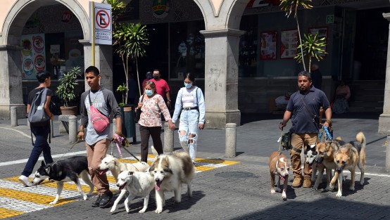  Jennifer Bustamante refirió que hay datos acerca de la práctica de vender carne de perro  pero no hay pruebas, sabemos de taquerías, de carnicerías pero qué podemos hacer sin pruebas. Yo tengo detectada una carnicería y una casa particular en la colonia Progreso en la que venden esa carne. 