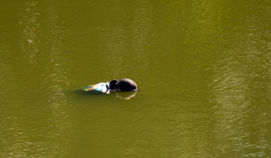 Presuntamente se trata de una mujer. El cuerpo estaba dentro del agua y a la distancia se veía portar una playera color azul.