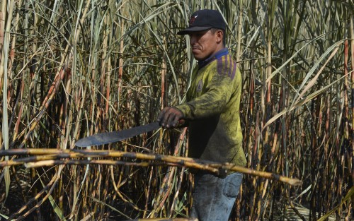 Jesús Juárez Zavaleta lleva alrededor de 35 años trabajando en la zafra y comenta que aunque ya es un poco más el pago, a su decir no cuentan con servicios de salud y retiro para la vejez, por lo que pide a las autoridades de gobierno volteen a verlos.
