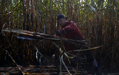 Los cortadores son los que más se exponen ya que la labor que realizan es la más pesada del proceso para transformar la caña en azúcar.
