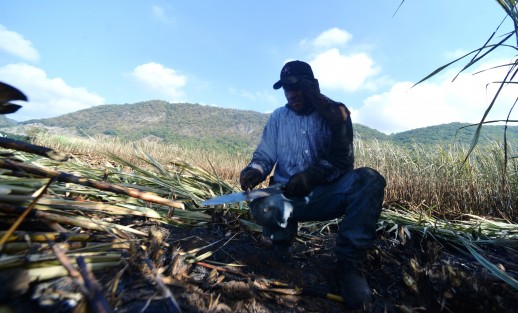 A principios del mes noviembre da inicio la zafra en la zona de Coatepec, Mahuixtlán, Tuzamapan y Jalcomulco.  