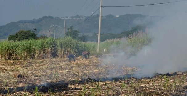 A principios del mes noviembre da inicio la zafra en la zona de Coatepec, Mahuixtlán, Tuzamapan y Jalcomulco.  