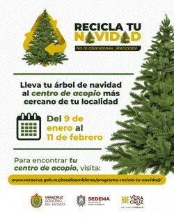SEDEMA informa que a partir del próximo 9 de enero inicia la recolección de árboles navideños en centros de acopio. 