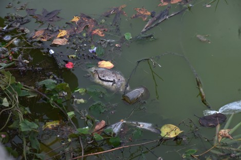 Además  de las estructuras, las calzadas están muy deterioradas, aunado al poco cuidado que tienen comerciantes y visitantes  de fines de semana, quienes generan gran cantidad de basura que termina afectando la fauna introducida al lugar. 