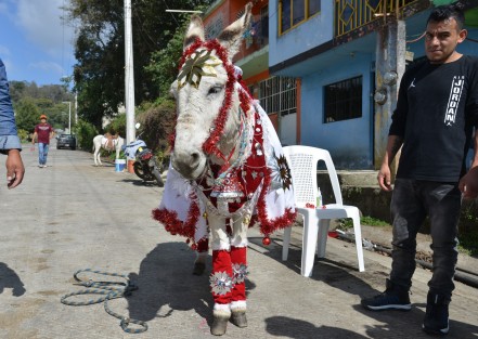 En el municipio de Mihuatlan Veracruz tiene una forma muy particular de festejar el día de Reyes, todo comienza desde muy temprano adornando a unos burritos  y caballos  que cumplen la  función de elefante y camello dónde habrán de repartir juguetes a todos los niños de este municipio.