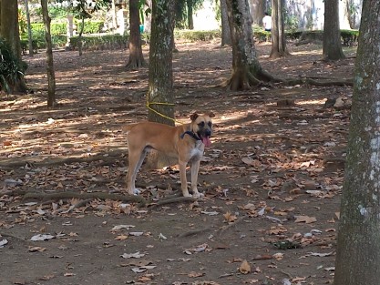 Otra irresponsabilidad de algunos propietarios de perros, es dejarlos libres en el parque, sin vigilancia, como este que agredió a un collie que era paseado con correa por su amo, por lo cual comerciantes tuvieron que intervenir para aislar al animal (que contaba con collar), y lo ataron  a un árbol en espera de que apareciera su amo.