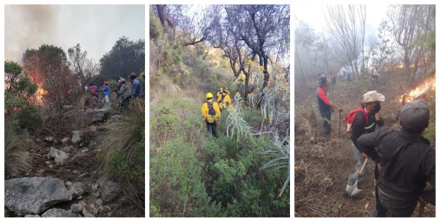 Brigadas de CONAFOR y CONANP en coordinación con autoridades locales y brigadas voluntarias combaten dos incendios forestales en el municipio de Ayahualulco, en la zona del Parque Nacional Cofre de Perote, sin que se registren personas lesionadas ni represente riesgo a la población. 