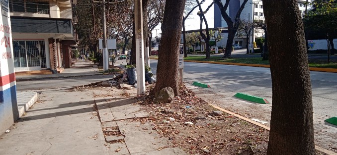 Con el paso de los años, varias avenidas donde se plantaron árboles exóticos, han sufrido daño en las banquetas, por lo que en años recientes se ha optado por sustituir éstos árboles por especies nativas. Aunque como suele suceder, si la autoridad no hace, la población se enoja, y si no hace también.  