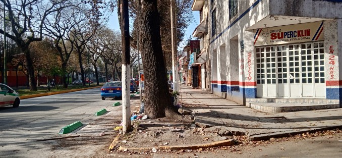 Con el paso de los años, varias avenidas donde se plantaron árboles exóticos, han sufrido daño en las banquetas, por lo que en años recientes se ha optado por sustituir éstos árboles por especies nativas. Aunque como suele suceder, si la autoridad no hace, la población se enoja, y si no hace también.  