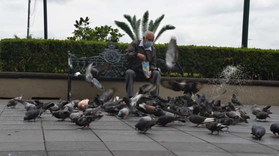 Un hombre de la tercera edad alimenta a las palomas del parque Juàárez en la ciudad de Xalapa. Autoridades municipales han pedido a la población evitar estas prácticas, debido a que favorecen el crecimiento excesivo de esta especie, misma que transmite parásitos, a más que sus heces dañan la infraestructura urbana. 

