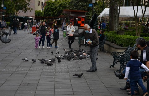 Un hombre de la tercera edad alimenta a las palomas del parque Juàárez en la ciudad de Xalapa. Autoridades municipales han pedido a la población evitar estas prácticas, debido a que favorecen el crecimiento excesivo de esta especie, misma que transmite parásitos, a más que sus heces dañan la infraestructura urbana. 
