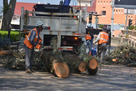 Luego de que el fin de semana cayeran ramas sobre un puesto de esquites en el parque Juárez, trabajadores del ayuntamiento se han dado a la tarea de derramar varios árboles y algunos serán retirados completamente.   
