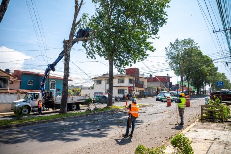  Con el fin de prevenir incidentes ante las afectaciones generadas por evento de Norte, personal de la Dirección de Medio Ambiente realizó trabajos de poda e intervención del arbolado urbano con riesgo de caída en avenidas principales como la Villahermosa.