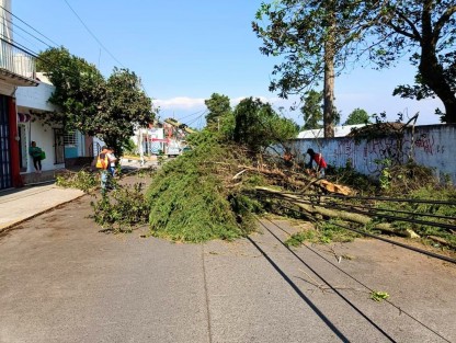  Con el fin de prevenir incidentes ante las afectaciones generadas por evento de Norte, personal de la Dirección de Medio Ambiente realizó trabajos de poda e intervención del arbolado urbano con riesgo de caída en avenidas principales como la Villahermosa.