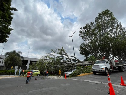 Fuertes vientos de este sábado en Xalapa derribaron un árbol en la calle Encanto, frente al Palacio Legislativo, dañando dos vehículos, pero no a personas. 