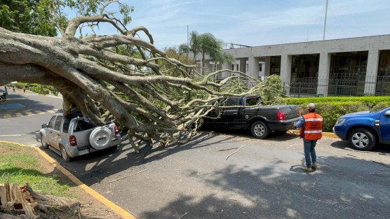 Fuertes vientos de este sábado en Xalapa derribaron un árbol en la calle Encanto, frente al Palacio Legislativo, dañando dos vehículos, pero no a personas. 