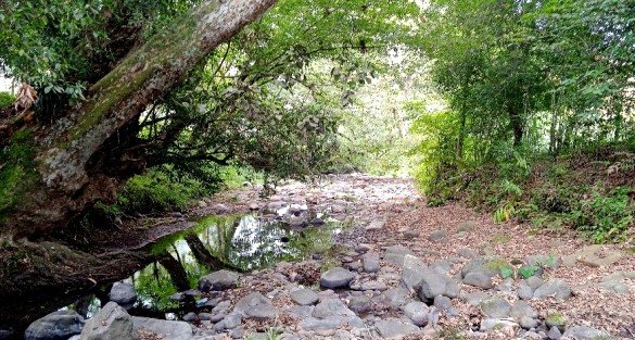 Aunado a esta situación, los ríos de los alrededores, como el Sedeño, que además de contaminado, actualmente está seco. Sólo se observan algunas pozas de agua.