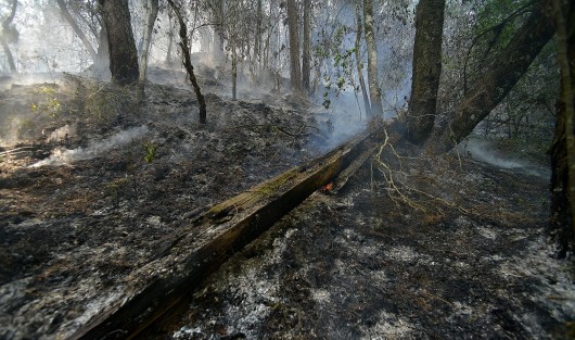 En la comunidad de El Rincón de La Joya luchan para evitar que sus mangueras de agua se quemen luego de que el fuego se reavivara y siguiera quemando pastizales y bosque de esta comunidad situada a 2 kilómetros de la carretera Xalapa-Perote. 