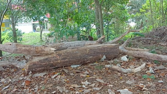 Vecinos de la primera sección de Lomas Verdes, se manifiestan por la tala de árboles del área verde que está paralelo al circuito Loma Alta en el fraccionamiento Lomas Verdes.