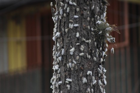 Este jueves, ante la llamada de auxilio de vecinos de la zona, personal de Medio Ambiente acordonó el área verde de la cuchilla que forman las calles Zamora y Santos Degollado, debido a la infestación de un árbol de nogal por gusanos conocidos como borreguillas.