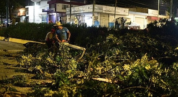 Poco antes de  la medianoche de ayer, un grupo de trabajadores derribaron más de 30 árboles plantados hace años sobre el camellón de la avenida Lázaro Cárdenas para la construcción del puente vehicular del Urban Center, medida contra la que algunas personas se han estado manifestando.