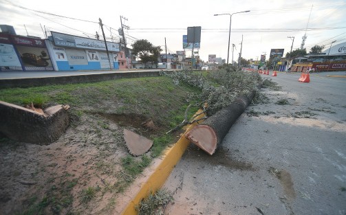 Poco antes de  la medianoche de ayer, un grupo de trabajadores derribaron más de 30 árboles plantados hace años sobre el camellón de la avenida Lázaro Cárdenas para la construcción del puente vehicular del Urban Center, medida contra la que algunas personas se han estado manifestando.
