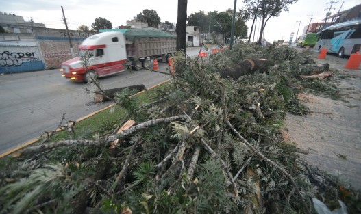 Poco antes de  la medianoche de ayer, un grupo de trabajadores derribaron más de 30 árboles plantados hace años sobre el camellón de la avenida Lázaro Cárdenas para la construcción del puente vehicular del Urban Center, medida contra la que algunas personas se han estado manifestando.