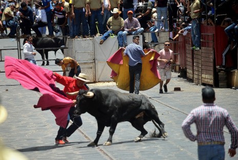 Este sábado se realizó la tradicional capea de toros en el Pueblo Mágico de Xico, como parte de las fiestas patronales en honor a Santa María Magdalena. Miles asistieron al evento, uno de los más esperados por los visitantes y pobladores de la región.
