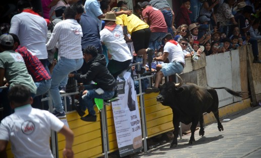 Este sábado se realizó la tradicional capea de toros en el Pueblo Mágico de Xico, como parte de las fiestas patronales en honor a Santa María Magdalena. Miles asistieron al evento, uno de los más esperados por los visitantes y pobladores de la región.
