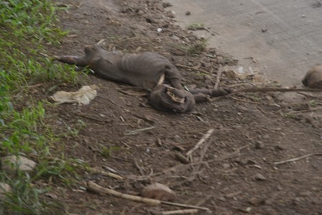 Restos de al menos una decena de perros de pelea han sido encontrados a un costado de la carretera Coatepec-Jalcomulco, a la altura de la comunidad Puerto Rico, a 500 metros de la entrada de un tiradero de basura clandestino.