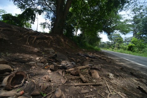 Restos de al menos una decena de perros de pelea han sido encontrados a un costado de la carretera Coatepec-Jalcomulco, a la altura de la comunidad Puerto Rico, a 500 metros de la entrada de un tiradero de basura clandestino.