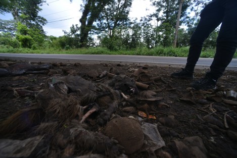 En un recorrido por la zona, se observaron restos de los canes justo a orilla de la cinta asfáltica, aparentemente de razas que son usadas en peleas clandestinas.
