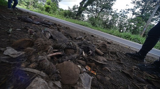 En un recorrido por la zona, se observaron restos de los canes justo a orilla de la cinta asfáltica, aparentemente de razas que son usadas en peleas clandestinas.