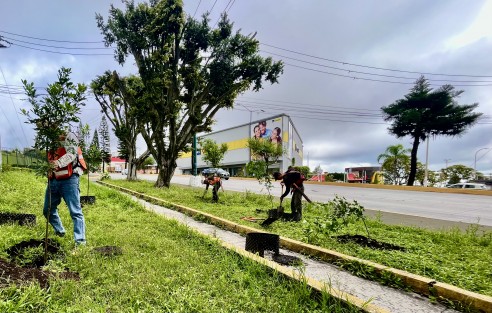 Además de la jornada de reforestación programada para este sábado 5 de agosto a las 8:00 horas en los predios recientemente adquiridos por la Administración Municipal, personal del Ayuntamiento realiza acciones permanentes en áreas verdes. 