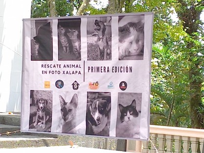 Esta exposición organizada por albergues animales tiene como propósito crear conciencia entre la sociedad, sobre la importancia de detener el abandono de mascotas y de esterilizar a las mismas  