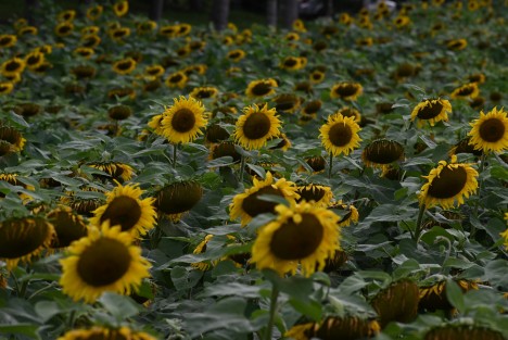 La siembra de girasol para alimentación de ganado en Teapan, municipio de Rafael Lucio, Ver. se convirtió en una fuente extra de ingresos, cuando a través de redes sociales se difundieron imágenes, alentando la llegada de fotógrafos profesionales y turistas. 