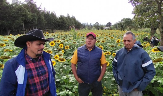 Daniel Murrieta, Antonio Martínez y Graciano Huesca son tres ganaderos a quienes la necesidad de buscar el sustento alimenticio para sus vacas los llevó a encontrar otra fuente de ingresos inesperada en el cultivo de girasol.