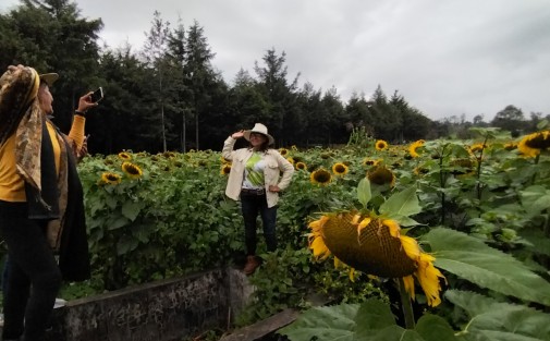 Aunque por esta ocasión el ciclo de las plantas de girasol ha concluido, los ganaderos ya planean una replantación, misma que se podrá visitar antes del mes de diciembre.