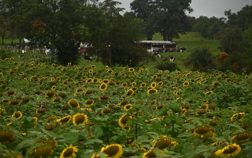 Aunque por esta ocasión el ciclo de las plantas de girasol ha concluido, los ganaderos ya planean una replantación, misma que se podrá visitar antes del mes de diciembre.