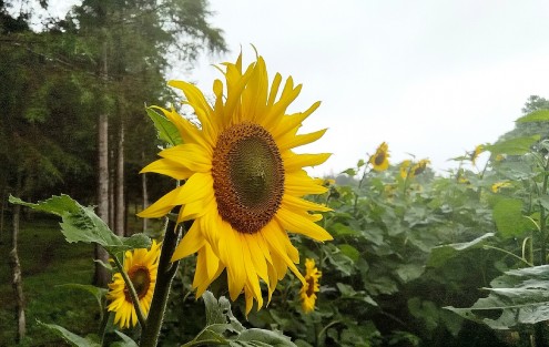 Aunque por esta ocasión el ciclo de las plantas de girasol ha concluido, los ganaderos ya planean una replantación, misma que se podrá visitar antes del mes de diciembre.