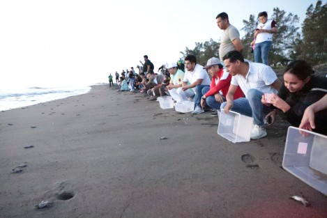 El gobernador Cuitláhuac García Jiménez encabezó la liberación de 250 crías de tortuga verde en la playa El Raudal, parte de los 15.5 kilómetros de costa veracruzana donde se reproducen cinco de las siete especies del reptil que existen a nivel mundial.