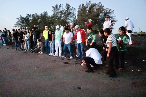 El gobernador Cuitláhuac García Jiménez encabezó la liberación de 250 crías de tortuga verde en la playa El Raudal, parte de los 15.5 kilómetros de costa veracruzana donde se reproducen cinco de las siete especies del reptil que existen a nivel mundial.