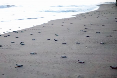 El gobernador Cuitláhuac García Jiménez encabezó la liberación de 250 crías de tortuga verde en la playa El Raudal, parte de los 15.5 kilómetros de costa veracruzana donde se reproducen cinco de las siete especies del reptil que existen a nivel mundial. 