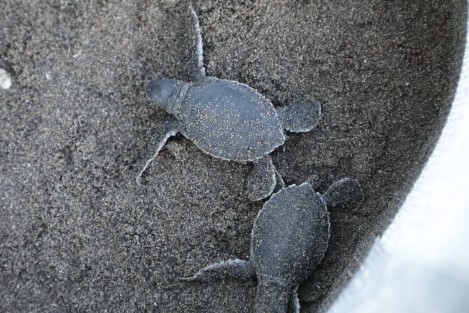 Este año la anidación registró niveles altos, ya que de marzo a agosto fueron contabilizados más de 16 mil nidos de tortuga verde, en un promedio de 440 mil por noche; para el nacimiento transcurre un periodo de 45 a 60 días y la temporada concluye en noviembre.