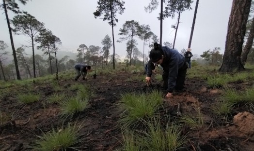  Siembra de arbolitos este domingo en el Ejido Sierra de Agua, en la parte boscosa del Cofre de Perote, como parte de la iniciativa Fabriquemos Agua Reforestando. Participó personal de Protección Civil, Secretaría de Medio Ambiente, Seguridad Pública, Secretaría de Educación, la Coordinación General de Comunicación Social, entre otros. La meta es de 100 mil arbolitos, fijada por el Gobierno de Veracruz, se cumplió con esta jornada.