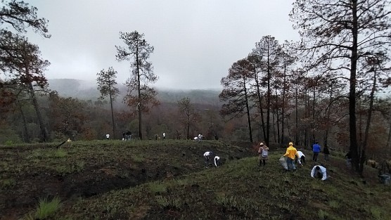  Siembra de arbolitos este domingo en el Ejido Sierra de Agua, en la parte boscosa del Cofre de Perote, como parte de la iniciativa Fabriquemos Agua Reforestando. Participó personal de Protección Civil, Secretaría de Medio Ambiente, Seguridad Pública, Secretaría de Educación, la Coordinación General de Comunicación Social, entre otros. La meta es de 100 mil arbolitos, fijada por el Gobierno de Veracruz, se cumplió con esta jornada.